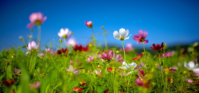 Os mais belos pensamentos sobre a primavera