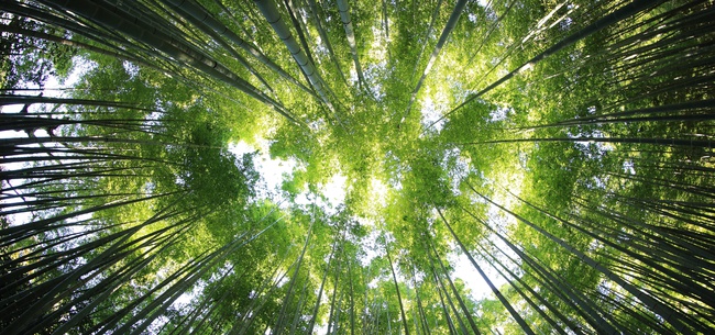 Frases lindas sobre a importância da natureza